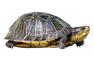 Turtle PNG-24746